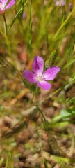 Clarkia affinis