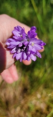 Dichelostemma congestum