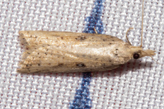 Apoctena persecta
