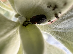 Microrhopala rubrolineata