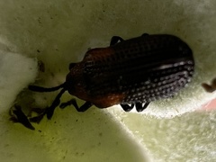 Microrhopala rubrolineata