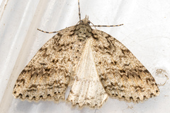 Pseudocoremia rudisata