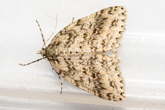 Pseudocoremia rudisata