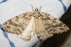 Pseudocoremia rudisata