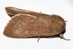 Ichneutica nullifera
