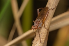 Sepedon spinipes