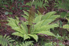 Struthiopteris niponica