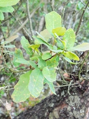 Quercus polymorpha