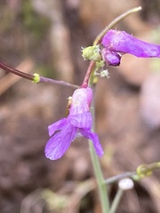 Boechera breweri