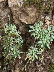 Boechera breweri