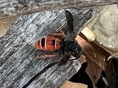 Odynerus erythrogaster