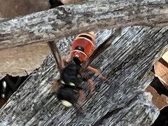 Odynerus erythrogaster