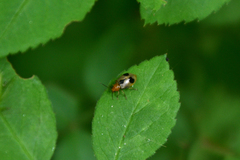 Paridea angulicollis