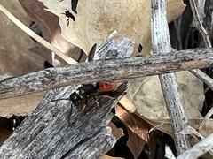 Odynerus erythrogaster