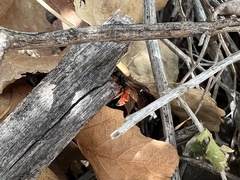 Odynerus erythrogaster