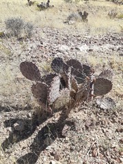Opuntia santa-rita