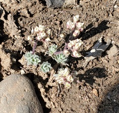 Cusickiella douglasii