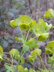 Euphorbia