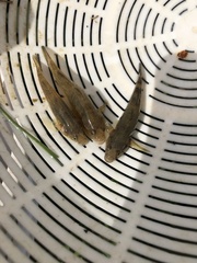 Gobiomorphus cotidianus