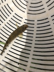 Gobiomorphus cotidianus