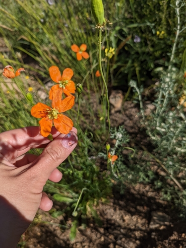 Image of Papaver californicum by (c) sdash, some rights reserved (CC BY)