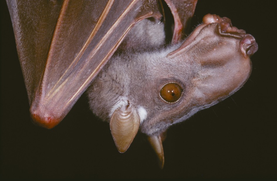 Hammer-headed Fruit Bat (Hypsignathus monstrosus) · iNaturalist