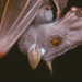 Hammer-headed Fruit Bat - Photo (c) Jakob Fahr, some rights reserved (CC BY-NC), uploaded by Jakob Fahr
