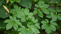 Gynostemma pentaphyllum