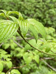 Cornus sessilis