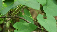 Thladiantha nudiflora