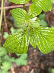 Cornus sessilis