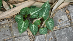 Reynoutria multiflora