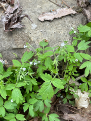 Phacelia ranunculacea