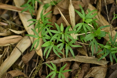 Pterocarya stenoptera