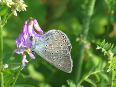 Polyommatus amandus