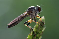Ommatius floridensis