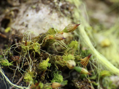 Orthotrichum columbicum