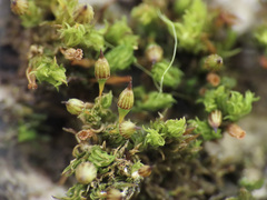 Orthotrichum columbicum