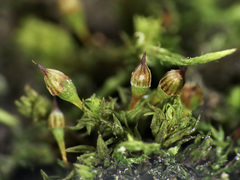 Orthotrichum columbicum
