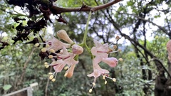 Ehretia longiflora