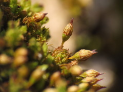 Orthotrichum columbicum