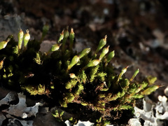 Orthotrichum columbicum