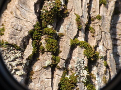Orthotrichum columbicum