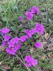 Phlox amoena