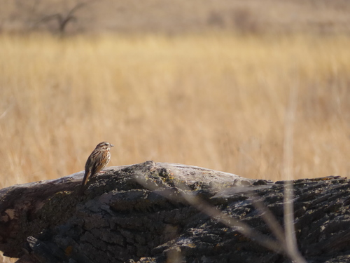 Song Sparrow photographed in Wisconsin