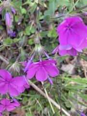 Phlox amoena