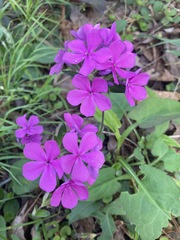 Phlox amoena