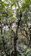 Ehretia longiflora