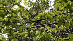 Ehretia longiflora