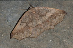 Prochoerodes forficaria